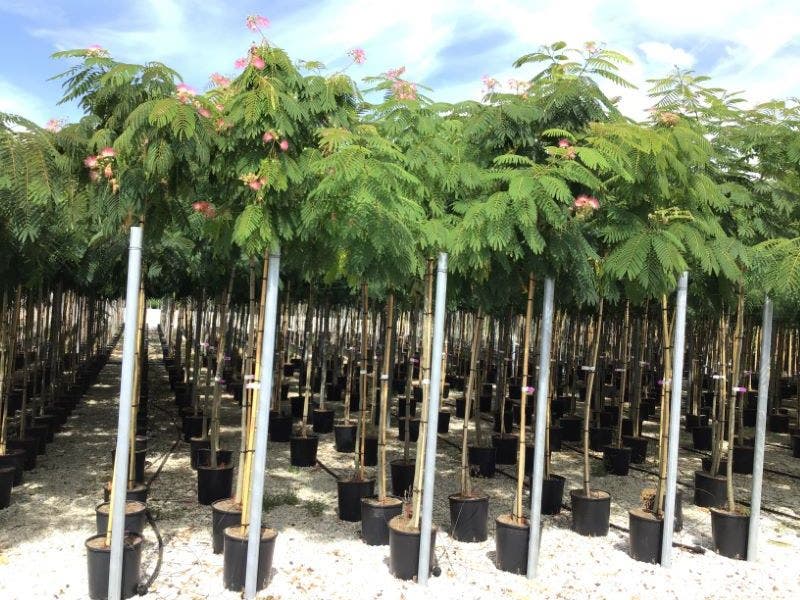  Perzische Slaapboom (Albizia Julibrissin)