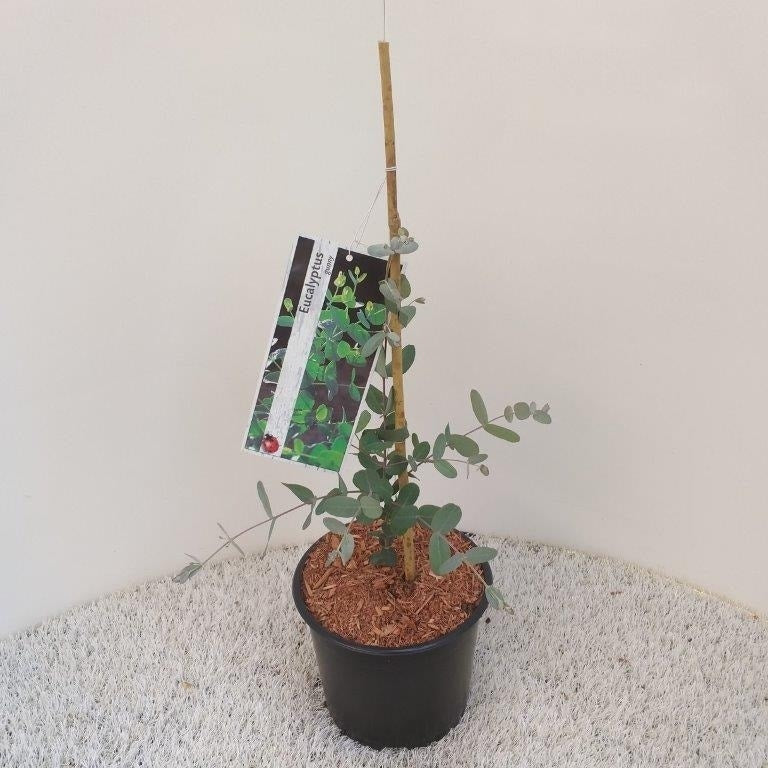  Winterharde Gomboom (Eucalyptus Gunnii)