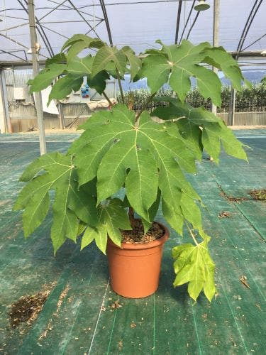  Rijstpapierplant (Tetrapanax Papyrifer)