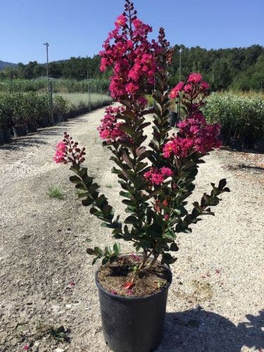  Lagerstroemia (Lagerstroemia 'Pink Velour')