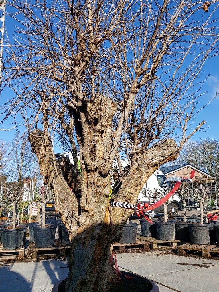  Granaatappel Als Solitair (Punica Granatum)