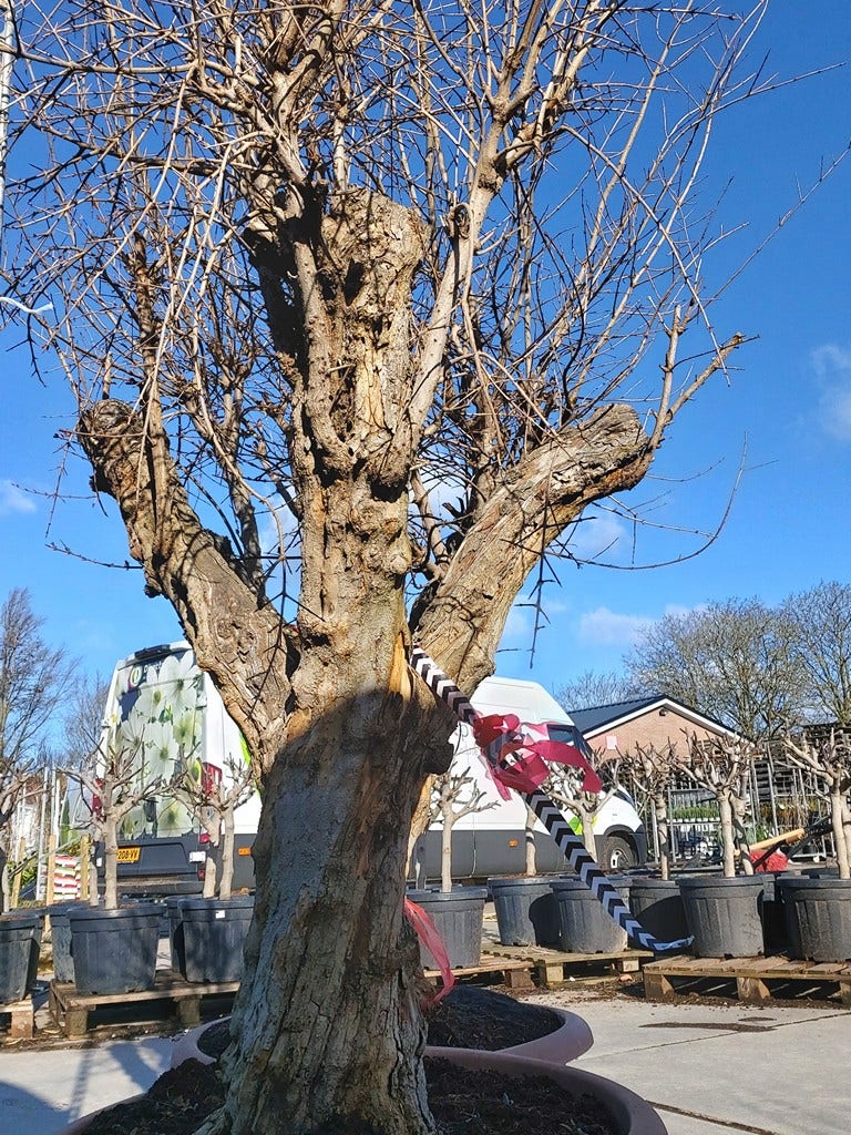  Granaatappel Als Solitair (Punica Granatum)