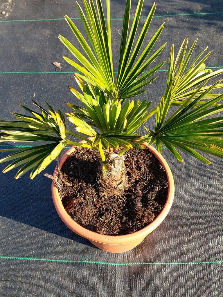  Winterharde Palm (Trachycarpus Wagnerianus)