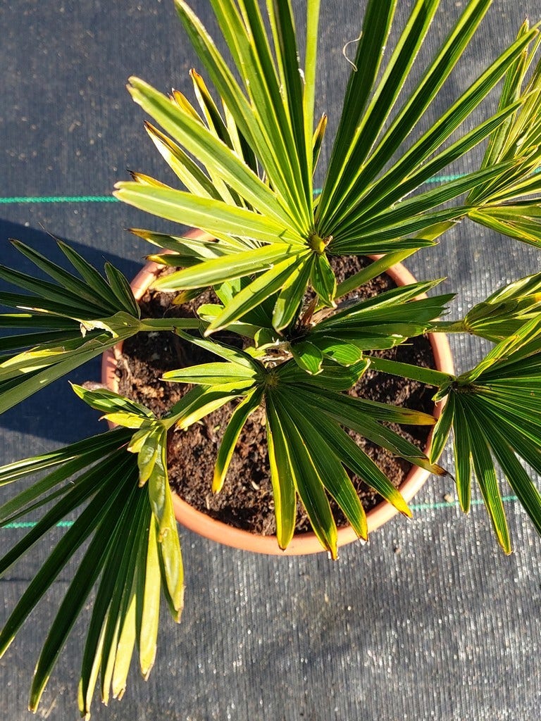  Winterharde Palm (Trachycarpus Wagnerianus)