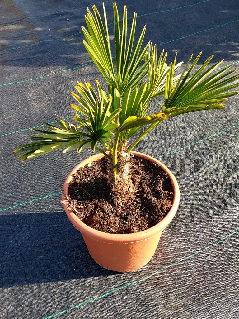  Winterharde Palm (Trachycarpus Wagnerianus)