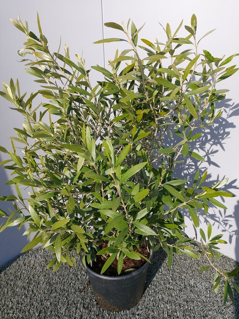  Olijf Als Struik (Olea Europaea)