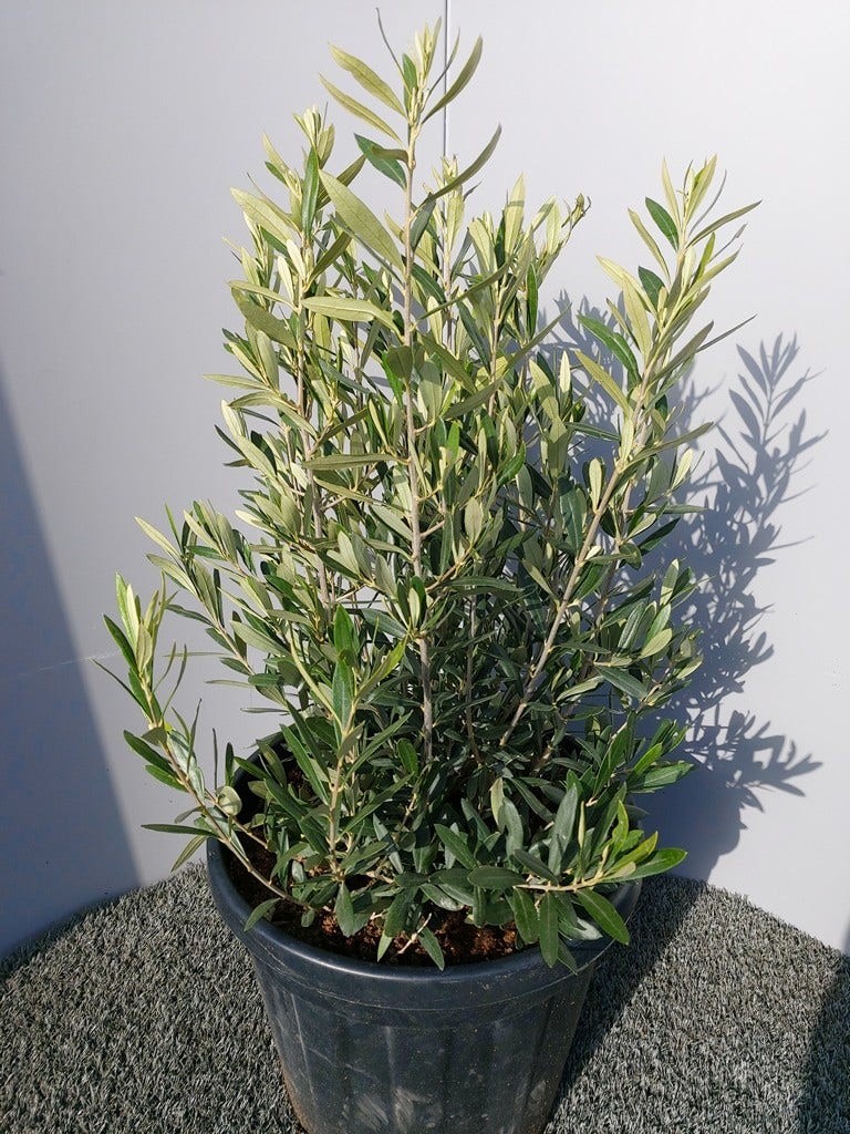 Olijf Als Struik (Olea Europaea)