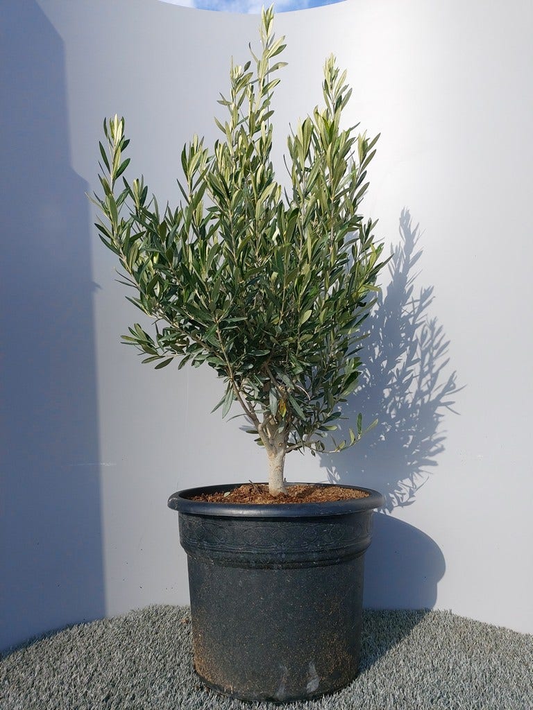  Olijf Als Struik (Olea Europaea)