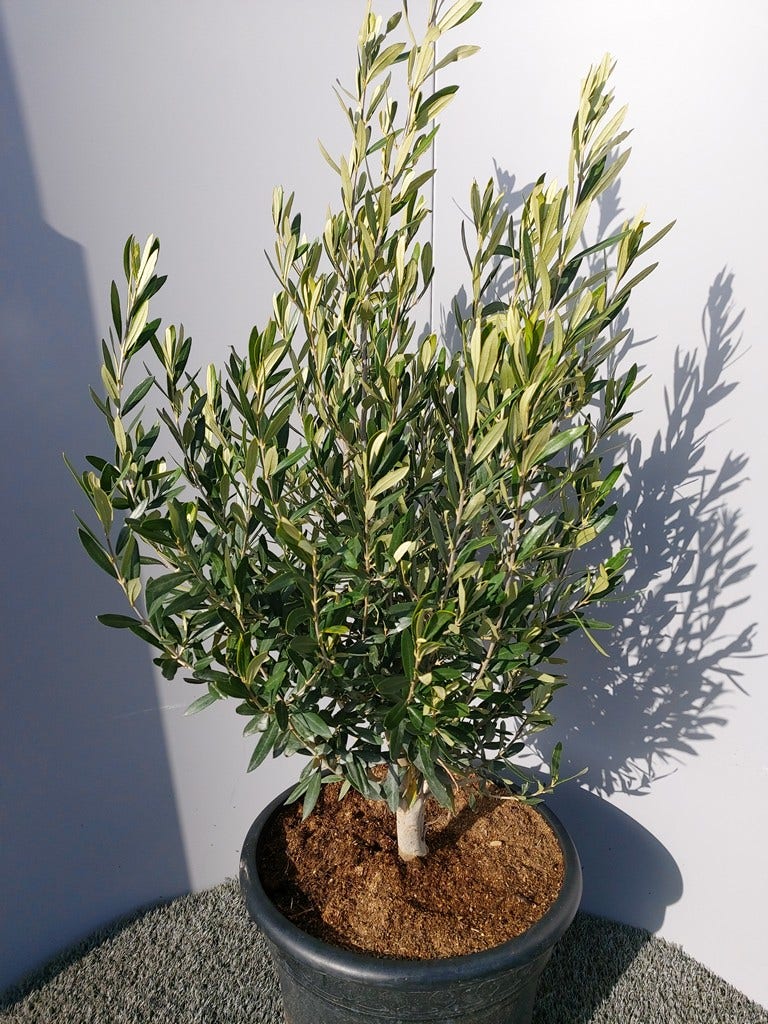  Olijf Als Struik (Olea Europaea)