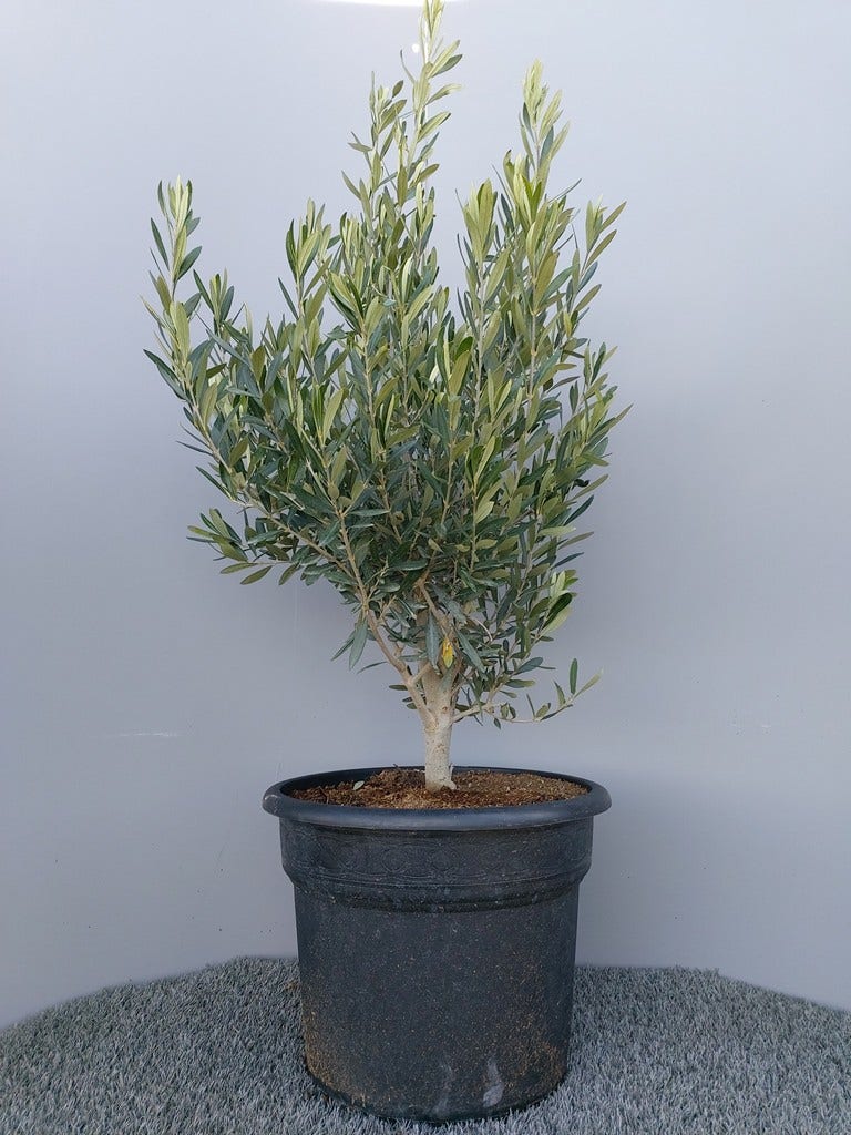  Olijf Als Struik (Olea Europaea)