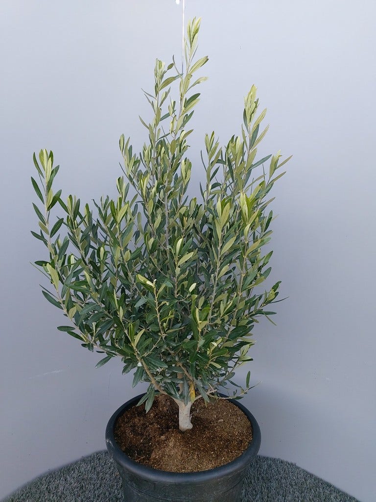  Olijf Als Struik (Olea Europaea)