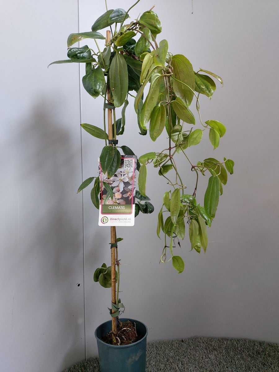  Groenblijvende Clematis (Clematis Armandii 'Hendersonii Rubra')