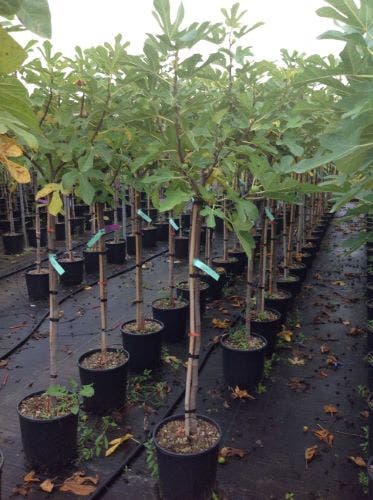  Vijg (Ficus Carica 'Fiorone Bianco')