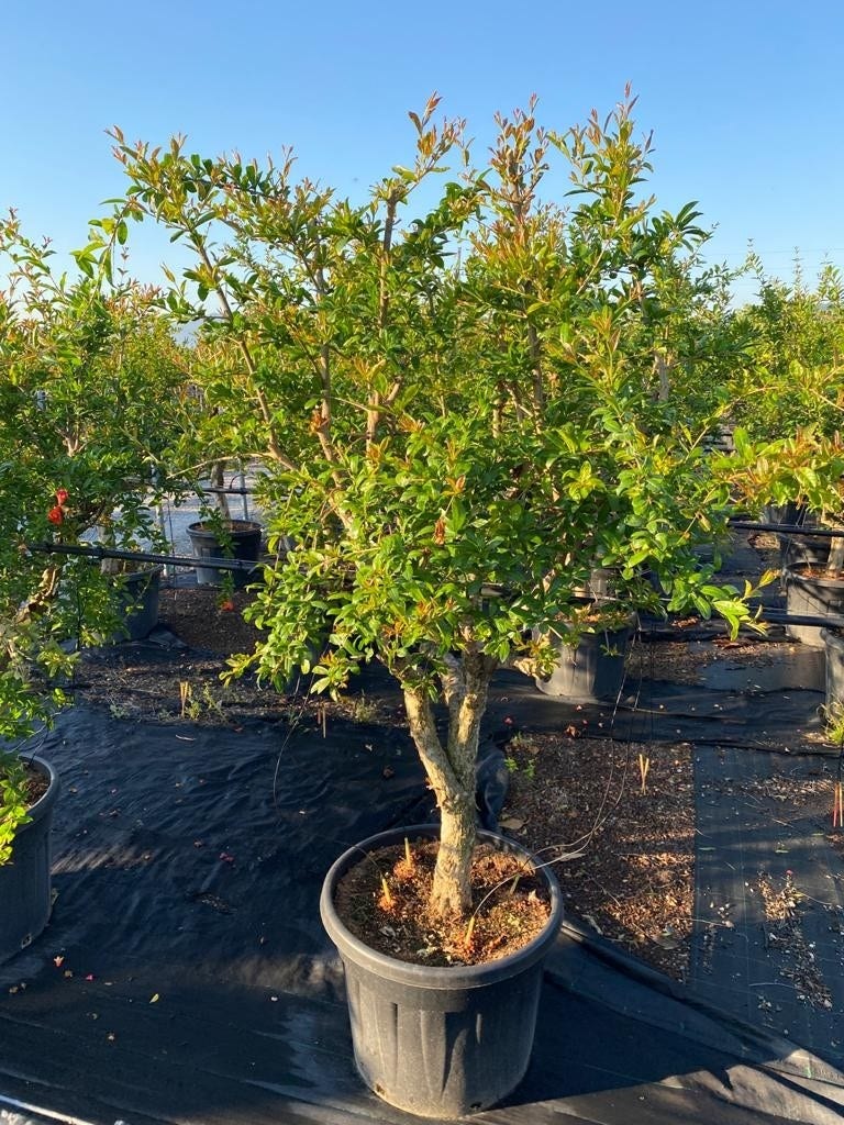  Granaatappel Als Solitair (Punica Granatum)