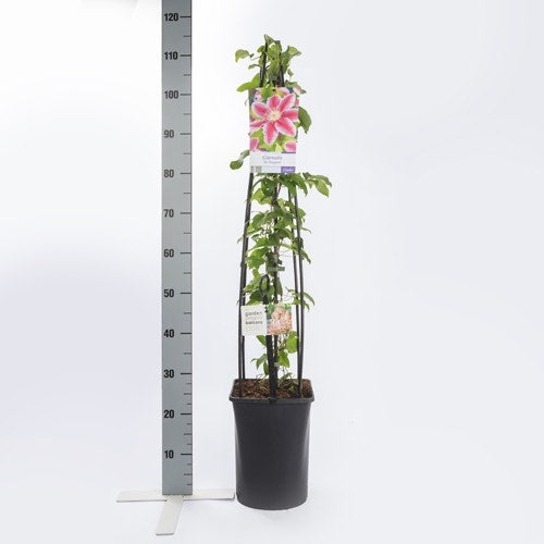  Bosrank (Clematis 'Dr Ruppel')