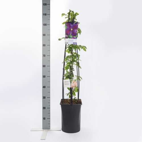  Bosrank (Clematis 'Star Of India')