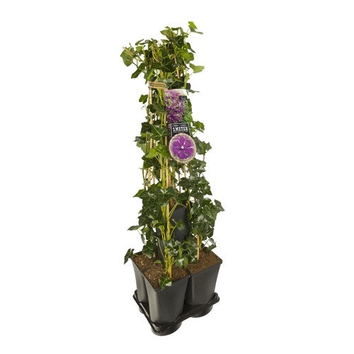  Hedera-Clematis Mix Haag (Etoile Violette)