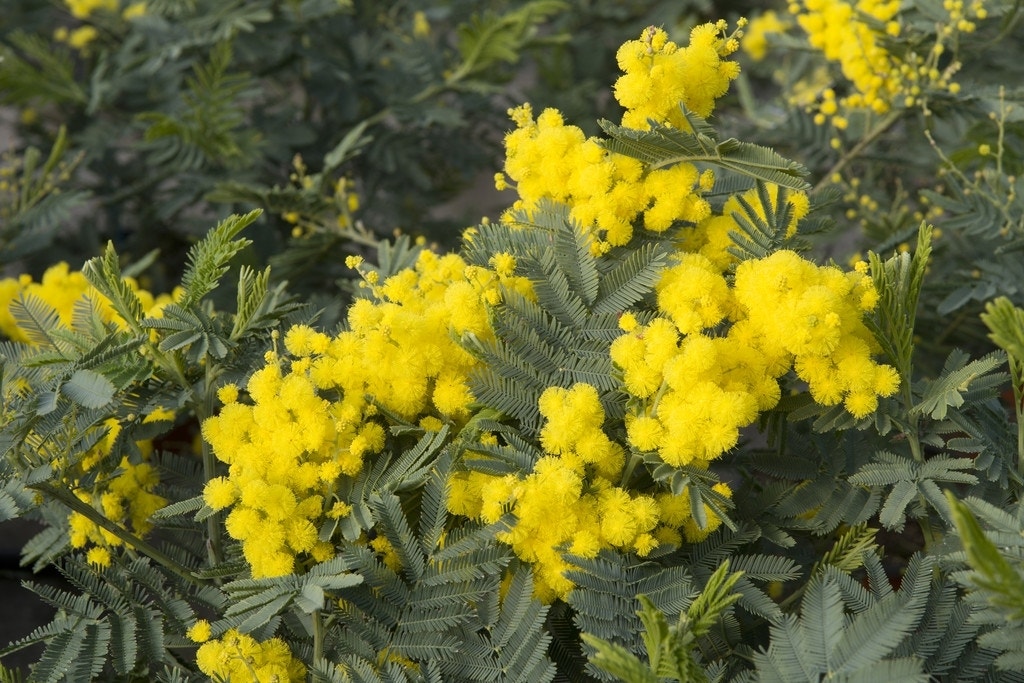  Mimosa (Acacia Dealbata)