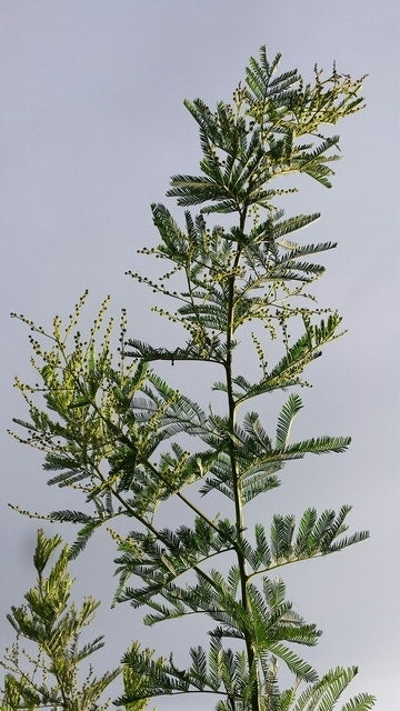  Mimosa (Acacia Dealbata)
