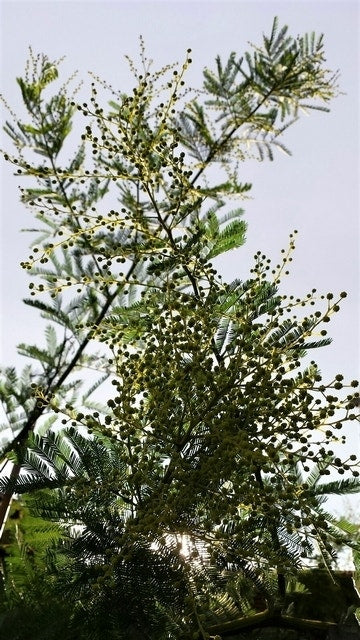  Mimosa (Acacia Dealbata)