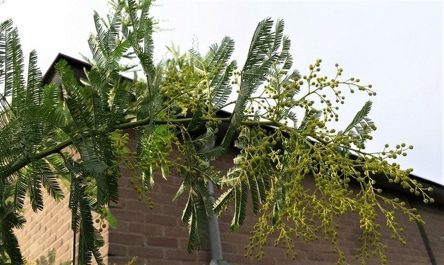  Mimosa (Acacia Dealbata)