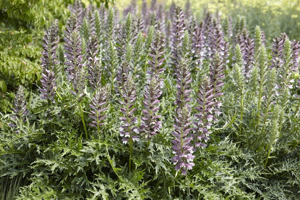  Stekelige Berenklauw (Acanthus Mollis)
