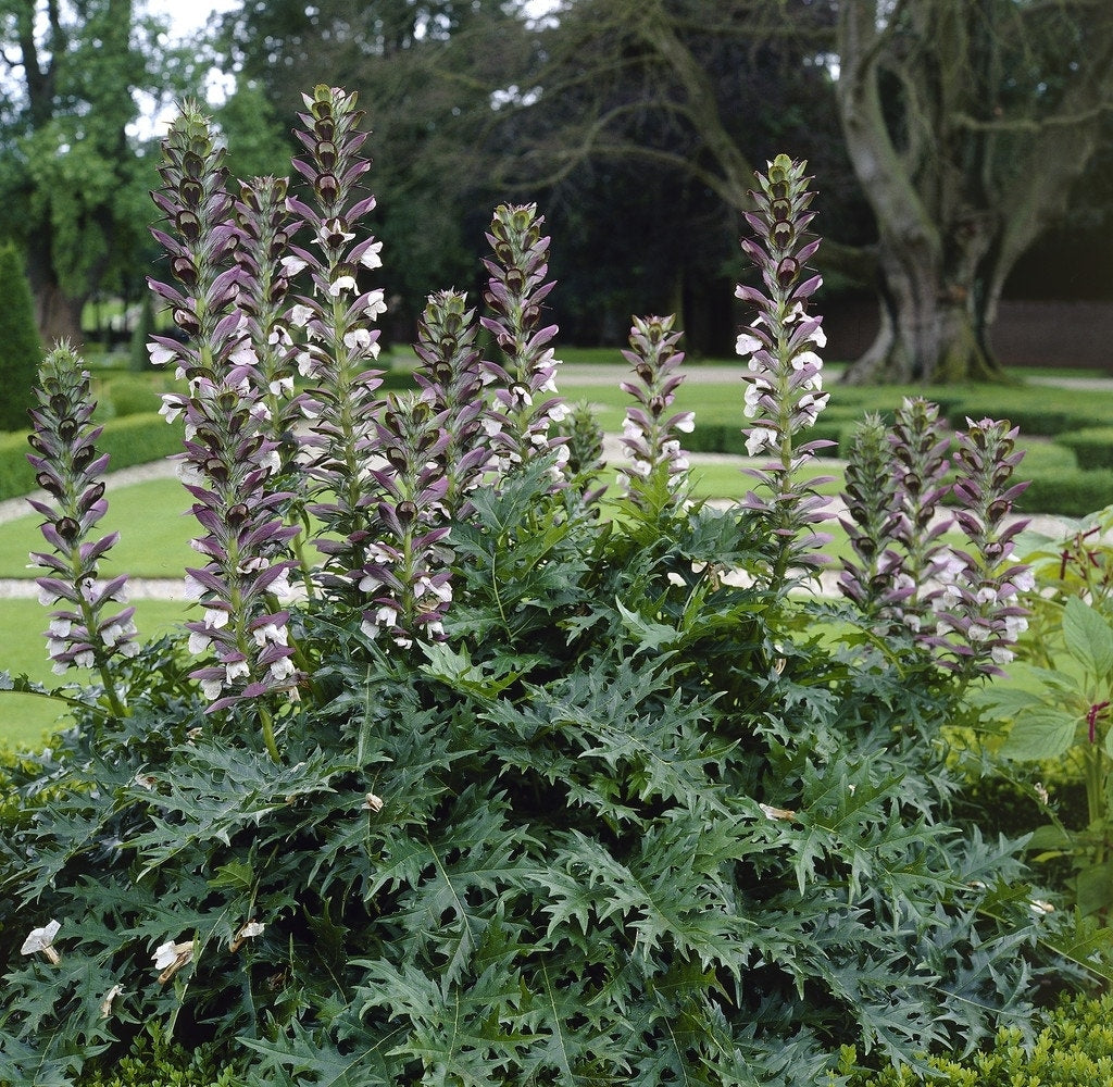  Stekelige Berenklauw (Acanthus Mollis)