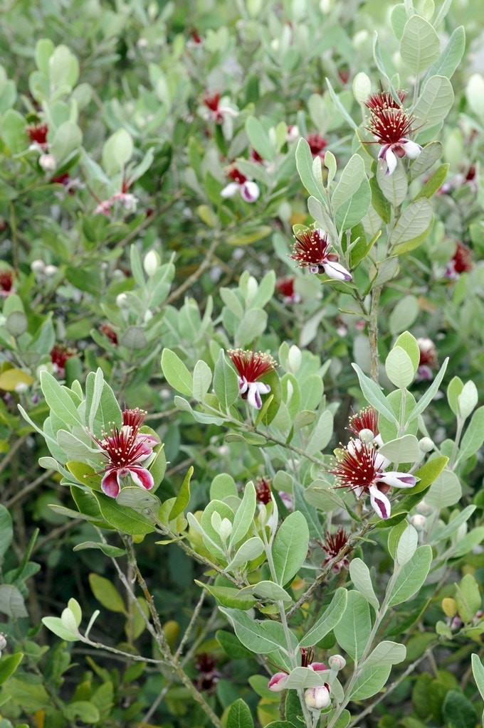  Ananasguave (Acca Sellowiana)