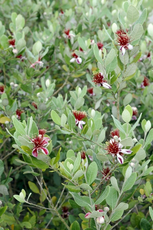  Ananasguave (Acca Sellowiana)