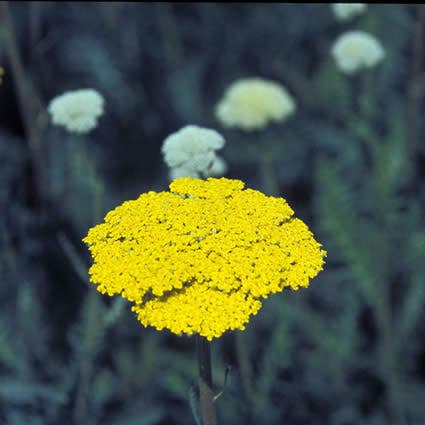 Duizendblad (Achillea Filipendulina 'Parker's Variety')