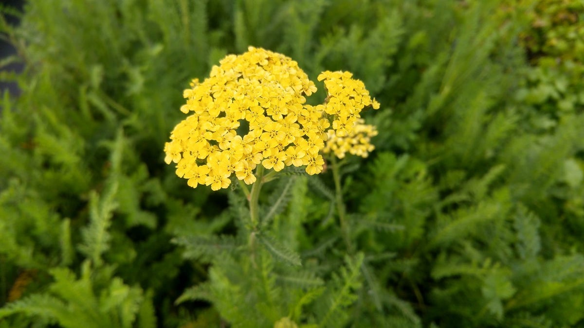  Duizendblad Achillea 'Credo'