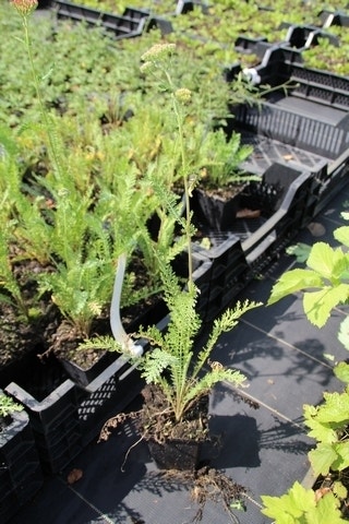  Duizendblad (Achillea 'Feuerland')