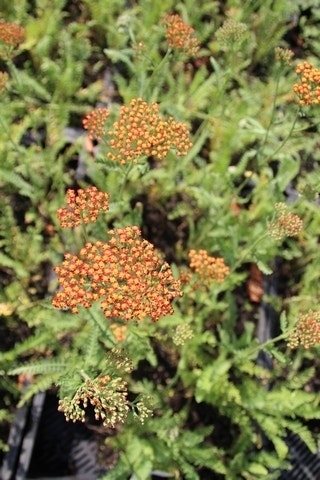 Duizendblad (Achillea 'Feuerland')