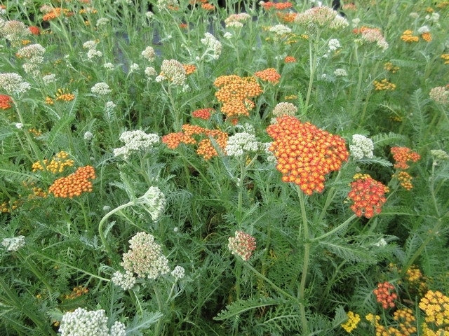  Duizendblad (Achillea 'Feuerland')