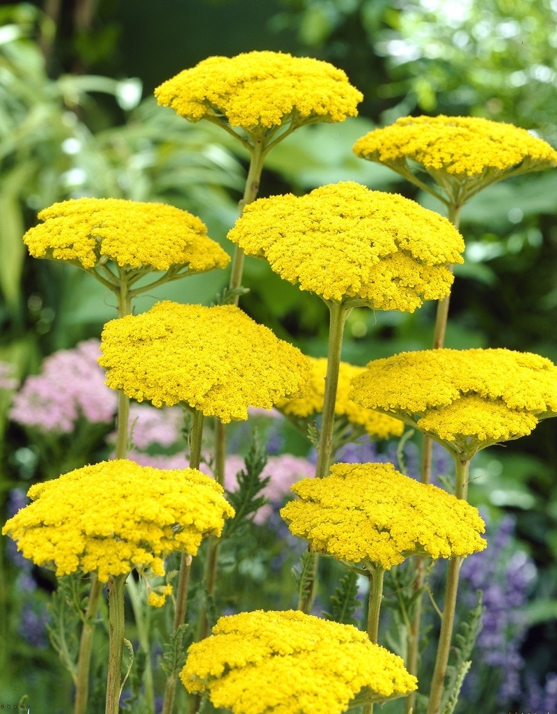  Duizendblad (Achillea Filipendulina 'Parker's Variety')