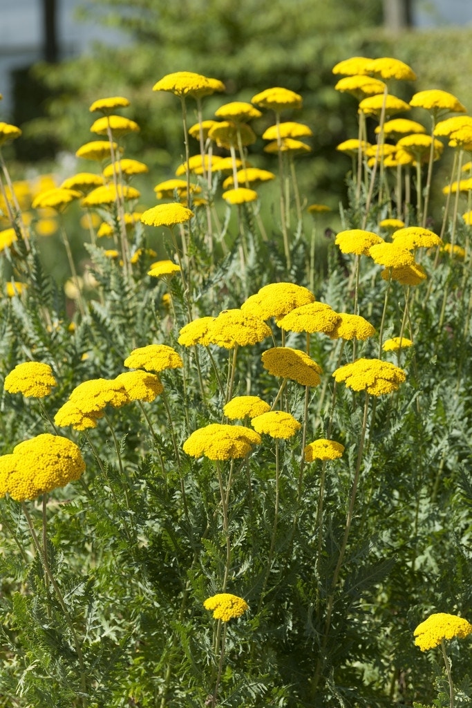  Duizendblad (Achillea Filipendulina 'Parker's Variety')