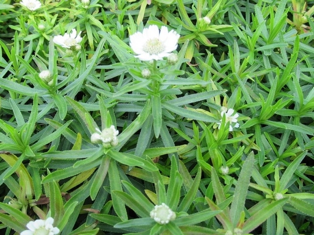  Duizendblad (Achillea Ptarmica 'Nana Compacta')