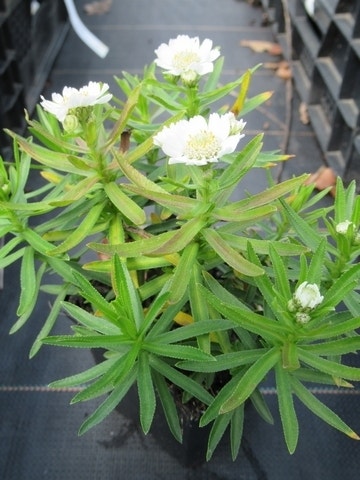 Duizendblad (Achillea Ptarmica 'Nana Compacta')
