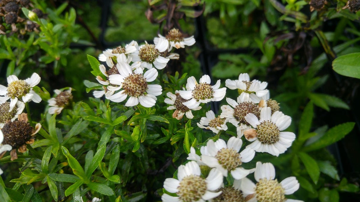  Duizendblad (Achillea Ptarmica 'Nana Compacta')