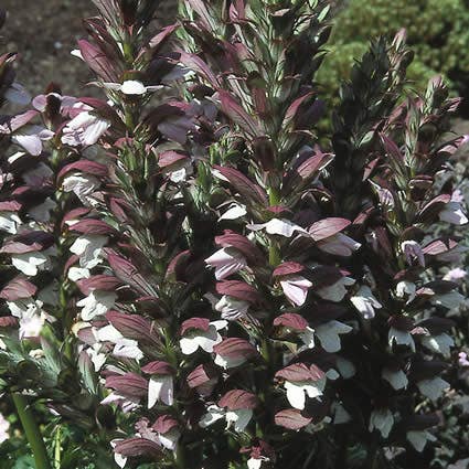  Stekelige Berenklauw (Acanthus Mollis)