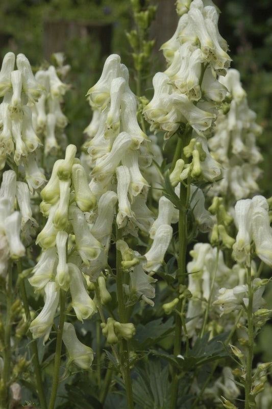  Monnikskap (Aconitum Septentrionale 'Ivorine')