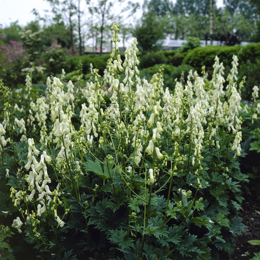  Monnikskap (Aconitum Septentrionale 'Ivorine')