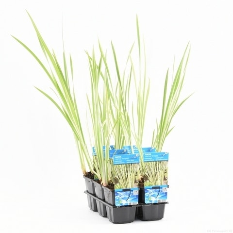  Bonte Kalmoes (Acorus Calamus 'Variegata')