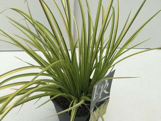  Dwergkalmoes (Acorus Gramineus 'Ogon') 