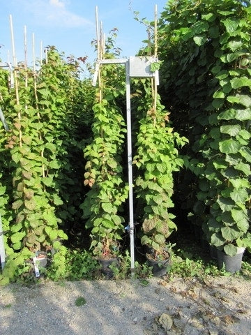  Kiwiplant (Actinidia 'Jenny')