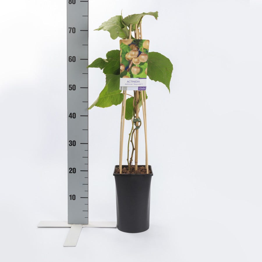  Kiwi (Actinidia Deliciosa 'Hayward')