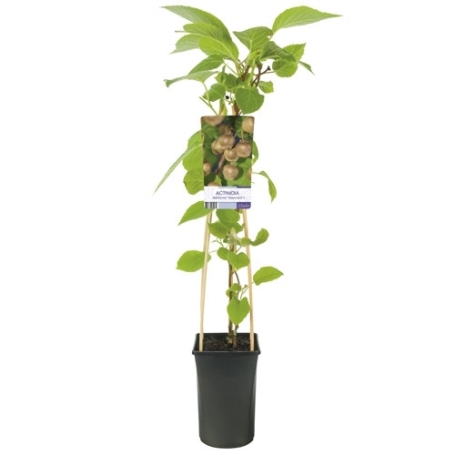  Kiwi (Actinidia Deliciosa 'Hayward')
