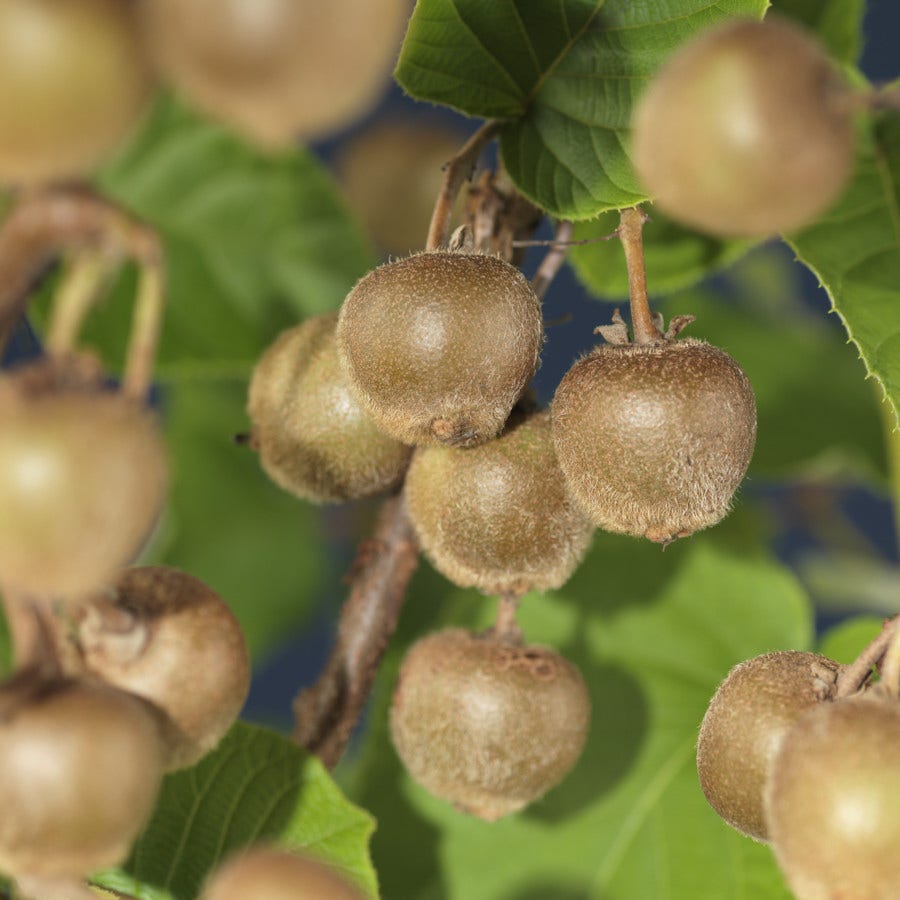  Kiwi (Actinidia Deliciosa 'Hayward')