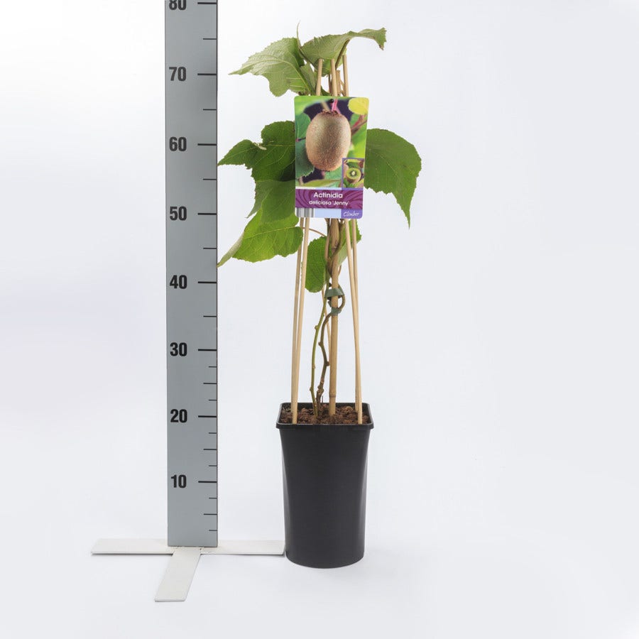 Kiwiplant (Actinidia 'Jenny')