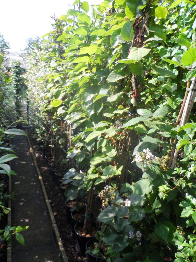  Kiwiplant (Actinidia 'Jenny')